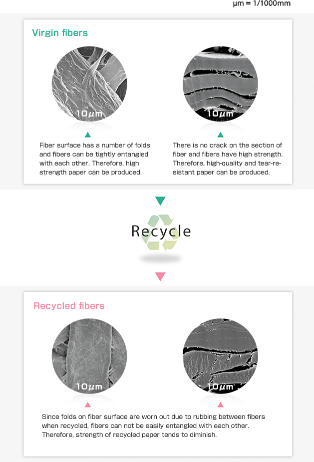 Comparison of pulp fibers